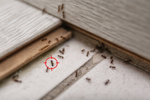 Best Emergency Pest Control  in King Cove, AK
