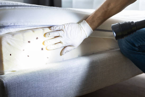 Best Pest Inspection Near Me  in King Cove, AK