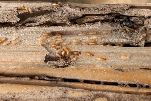 Best Wildlife Control Services  in King Cove, AK