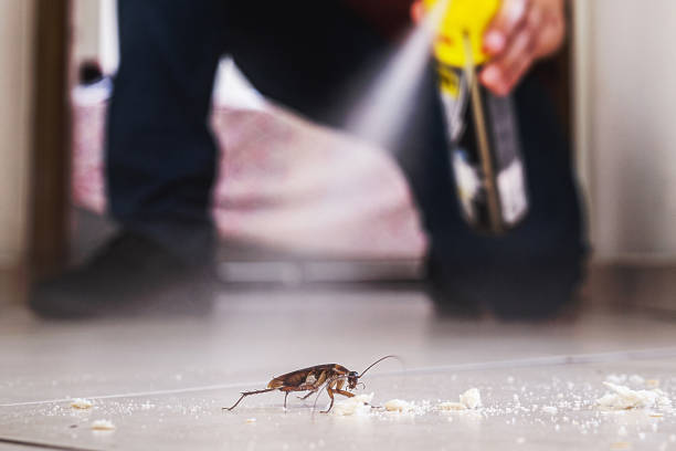 Best Pest Control for Homes  in King Cove, AK